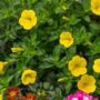 Combo – Biden My Time – 8″ Patio Pot